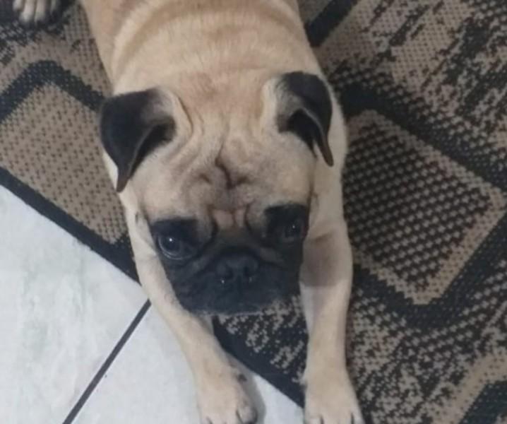 Animal encontrado no bairro Wosocris