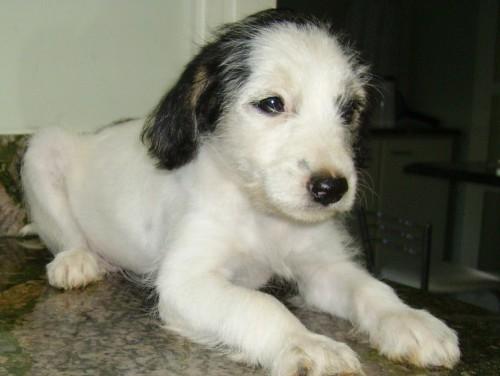  Cachorrinha para doação