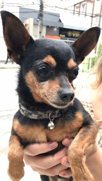 Animal encontrado no bairro Michel