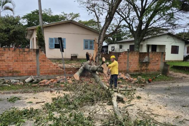 Fotos: árvore quebra ao meio e atinge muro de residência em Maracajá