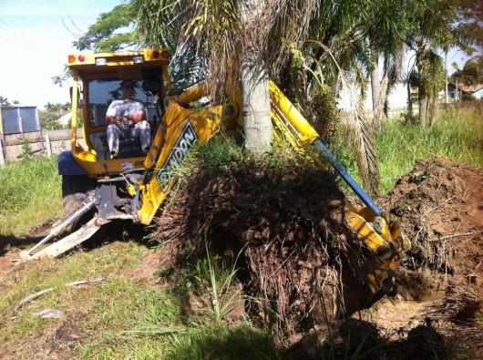 Famcri transplanta 15 jerivás adultos no Parque das Nações