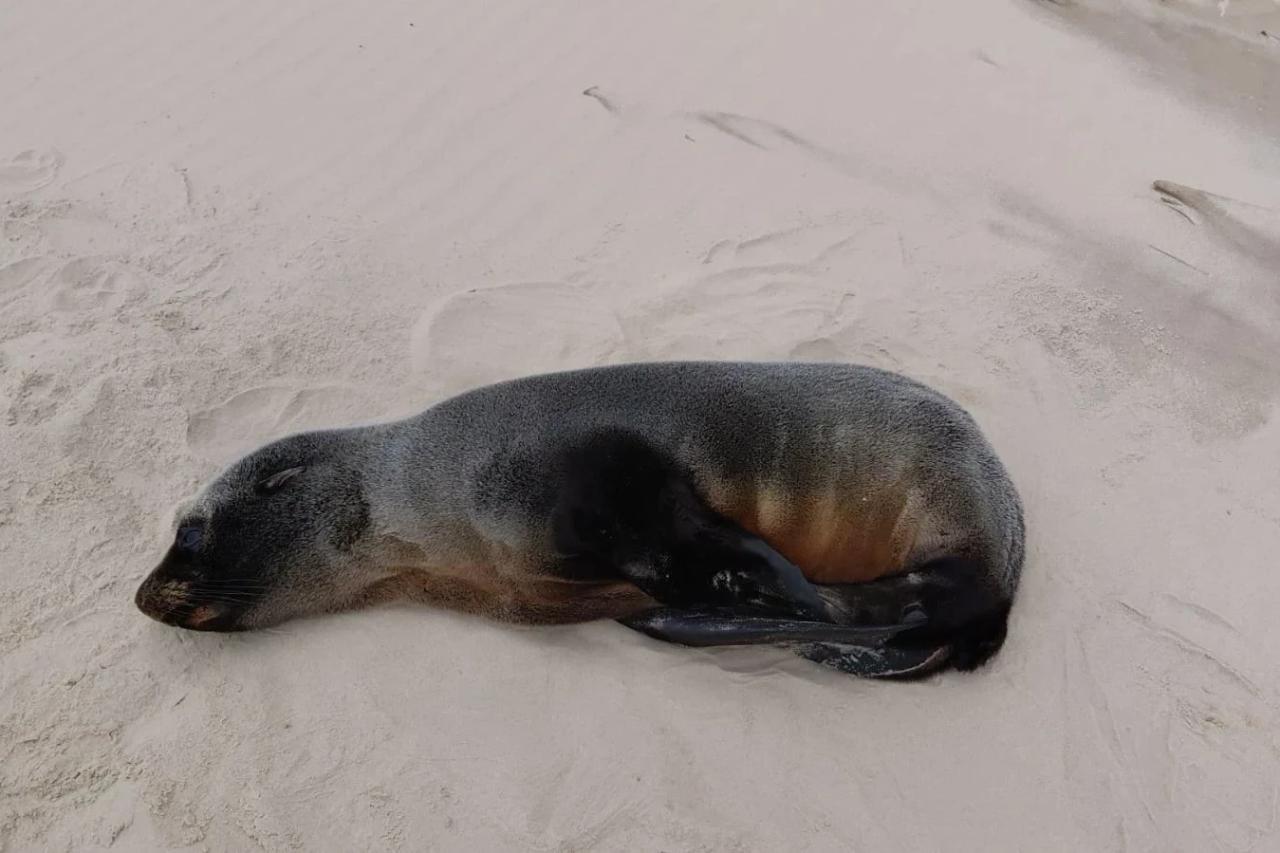 Lobo-marinho é encontrado descansando na faixa de areia em Jaguaruna; veja fotos
