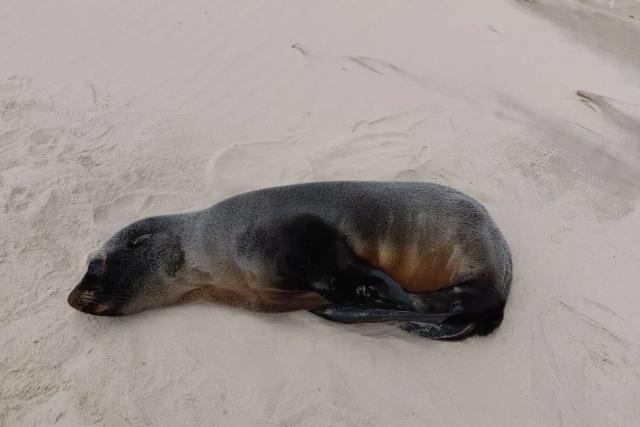 Lobo-marinho é encontrado descansando na faixa de areia em Jaguaruna; veja fotos