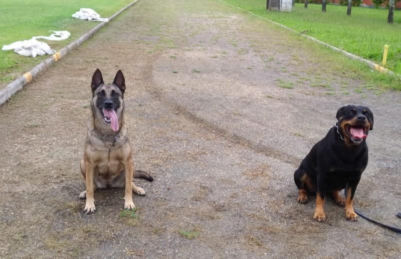 Pelotão de policiamento com cães fecha o ano de 2019 com números positivos
