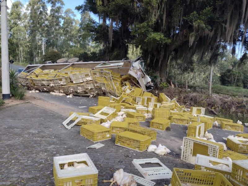 Caminhão de galinha fica sem freio e motorista pula do veículo para se salvar de acidente