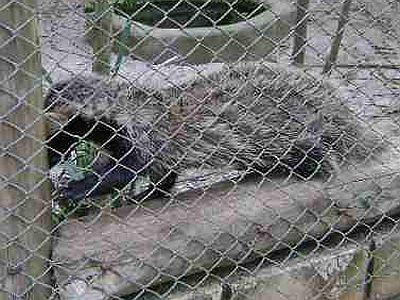 Furão resgatado em banheiro ganha novo lar