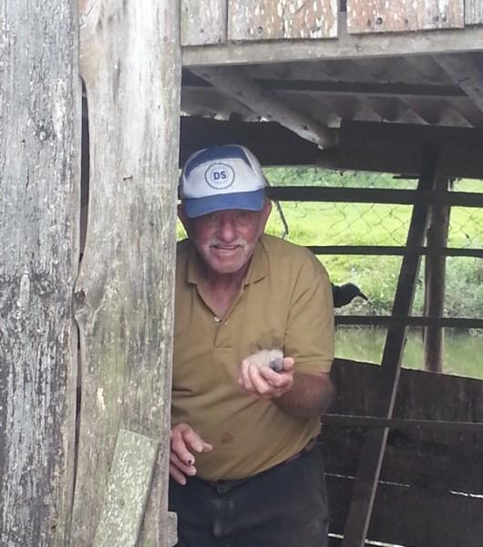 Urubus dão "chega pra lá" em galinhas e chocam ovos em galinheiro em Nova Veneza