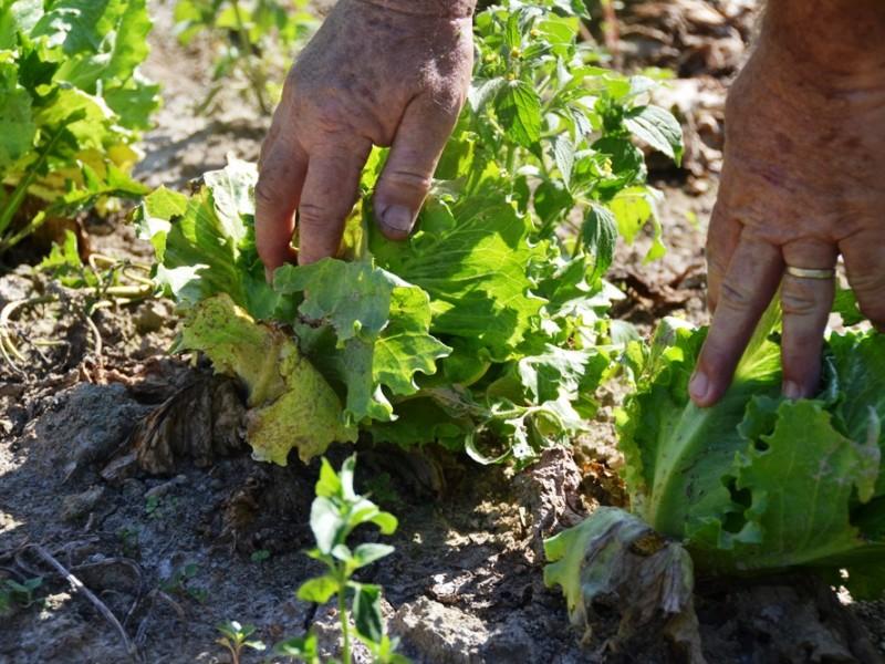 Clima gera prejuízos na agricultura de Criciúma