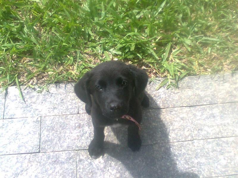 Encontrei um cão no bairro Alto Feliz - Perto Bolha