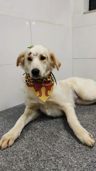 Animal para doação - Branca 