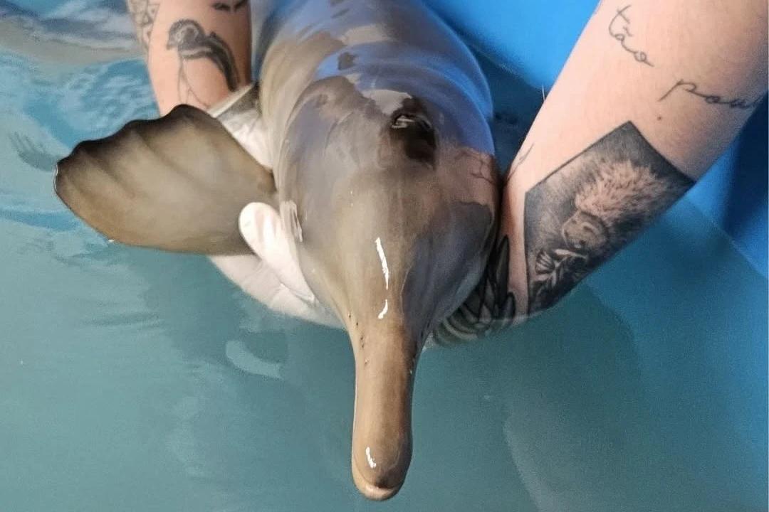 Filhote de toninha é resgatado por órgão ambiental em Balneário Arroio do Silva