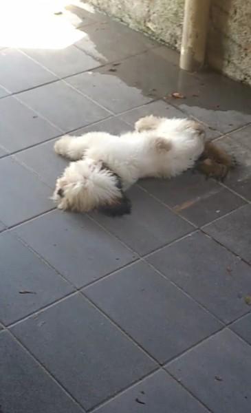 Procura-se Thor