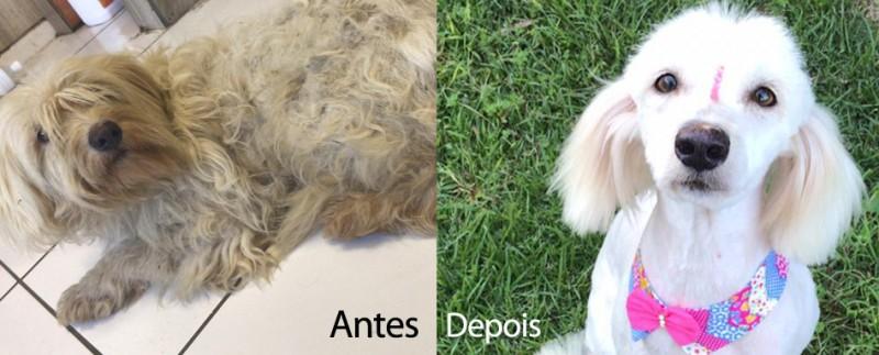 Casos de abandono e maus-tratos de animais crescem em Orleans
