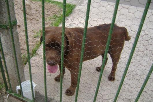 Cão perdido no bairro São Luiz, em Criciúma, foi encontrado