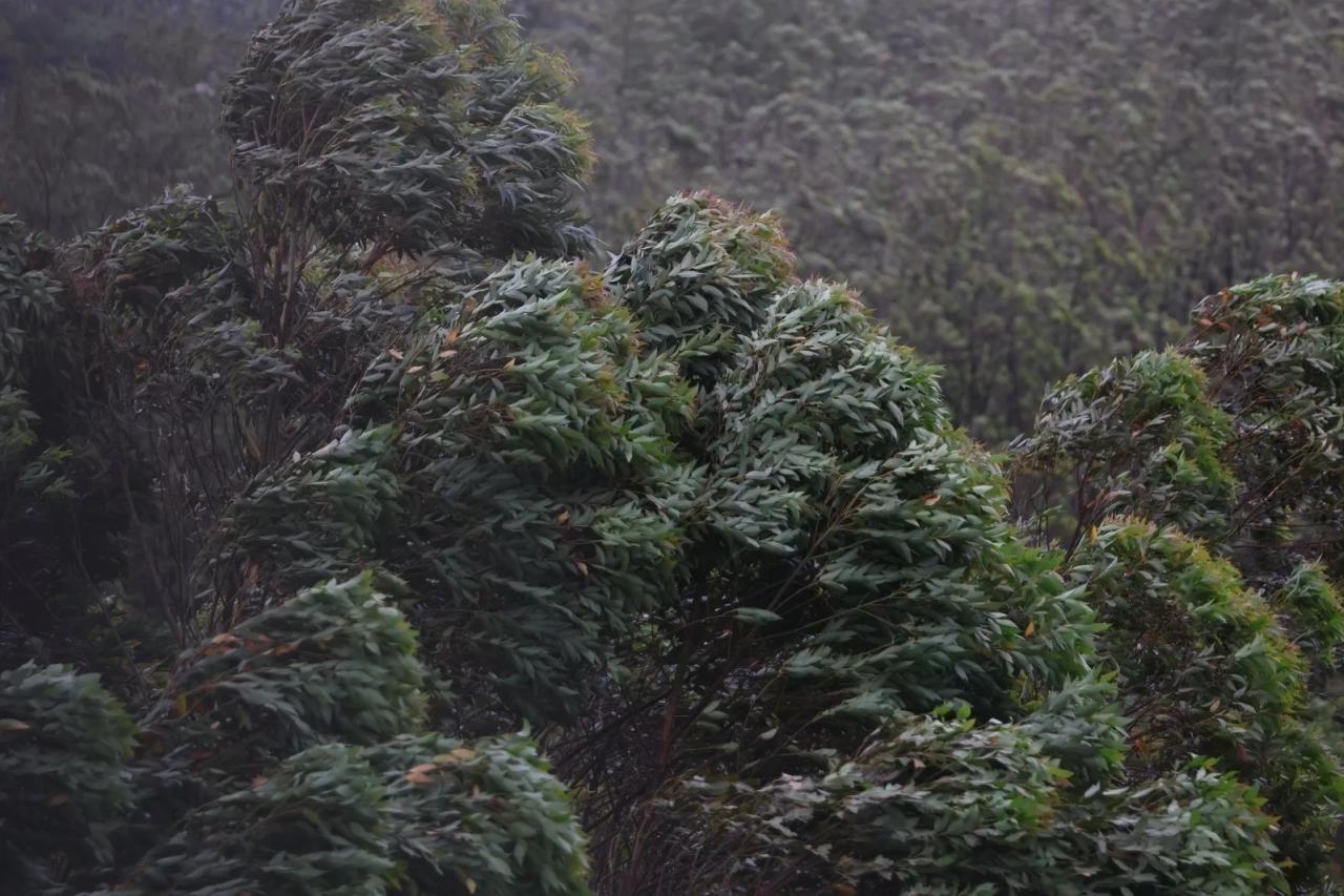 Chuva e rajadas provocam danos em municípios de Santa Catarina