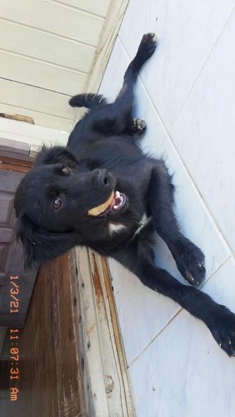 Animal para doação - Doguinho