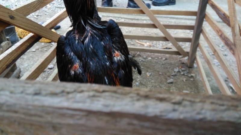 Polícia Militar fecha rinha de galo em Tubarão e encontra 33 animais 