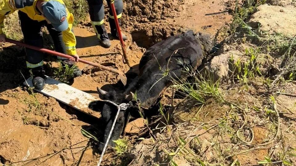 Bovino preso em vala é resgatado em Içara