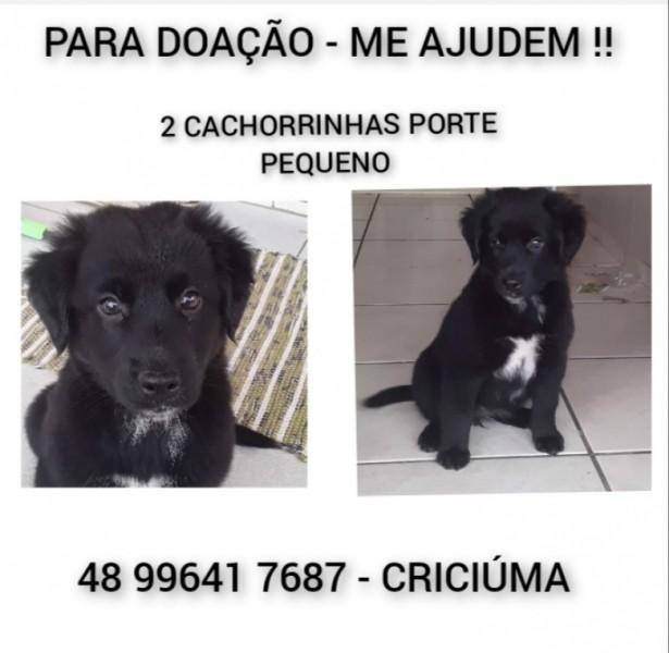 Animal para doação - Luna E Cristal 