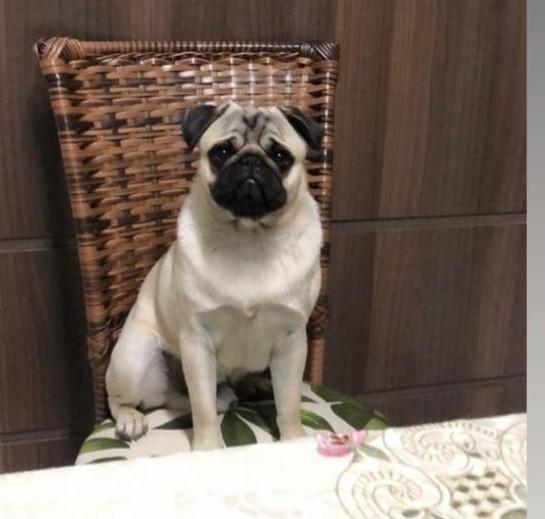 Cachorro desaparecido em Criciúma  