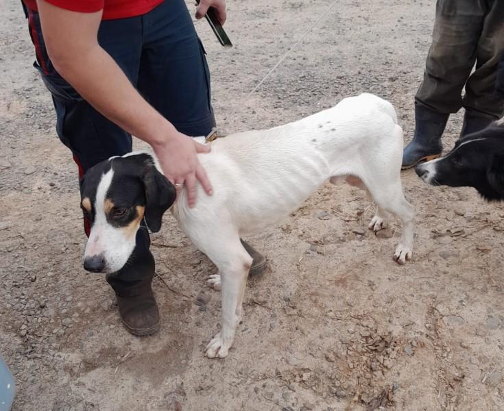 Cão cai em paredão e bombeiros precisam ser acionados para resgatar o animal