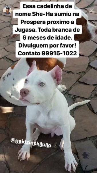 Procura-se cãozinho