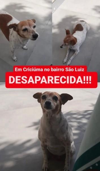 Procura-se Gadu