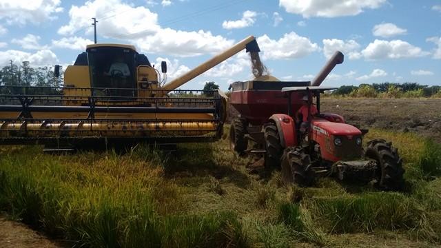 Colheita de arroz dá início à safra em Forquilhinha