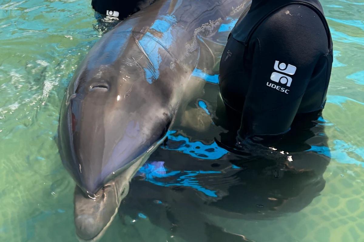 Vídeos e fotos: após resgate em Laguna, golfinho é transferido para reabilitação com escolta da PRF