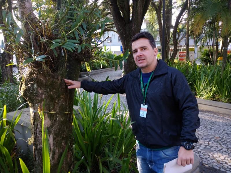 Famcri realiza poda de árvores na Praça Nereu Ramos; Seis devem ser removidas 