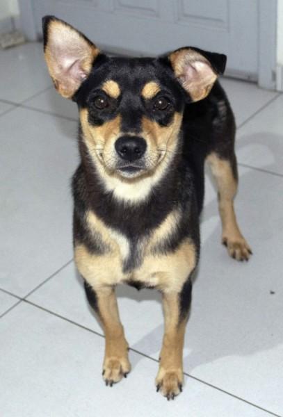 Animal para doação - Rebeca (beca)