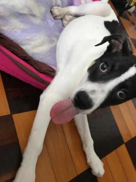 Animal para doação - Belinha