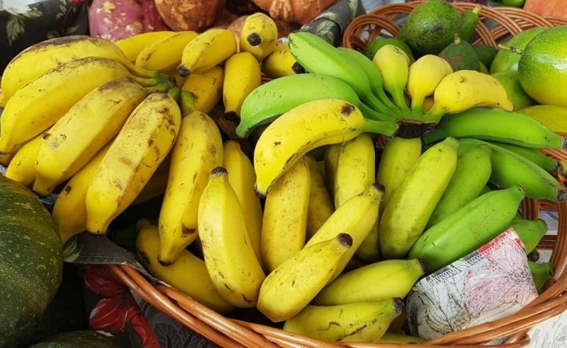 Agricultores de Criciúma podem pedir mudas gratuitas de banana até agosto