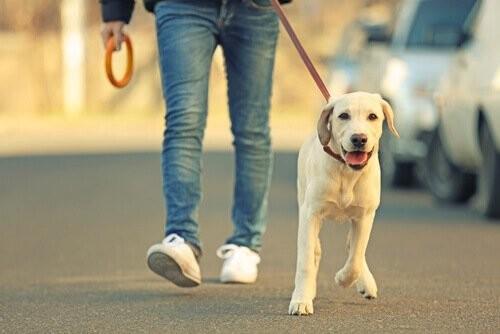 O passeio é do cachorro, e não do dono!