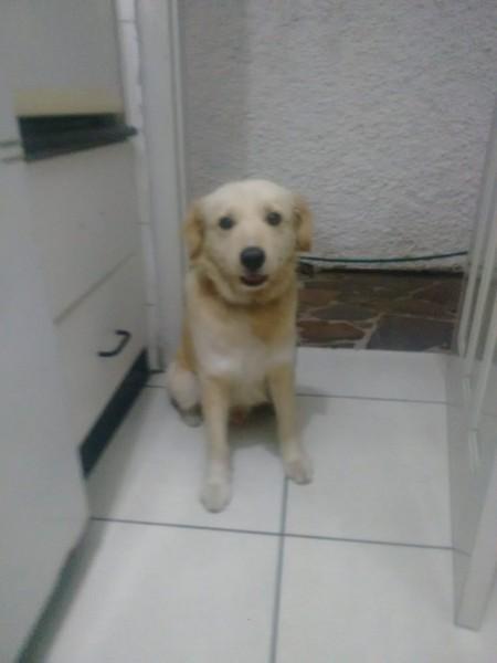 Procura-se o dono