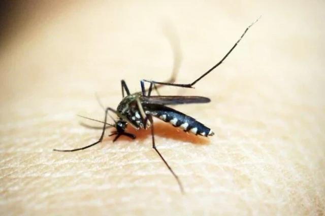 Região carbonífera soma mais de 330 focos do mosquito Aedes aegypti