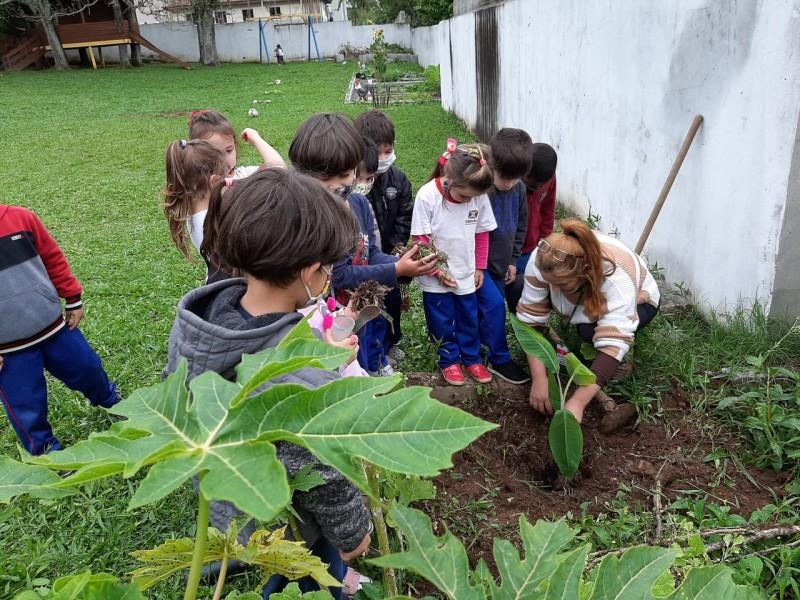 Mudas de banana são doadas para as escolas municipais de Criciúma