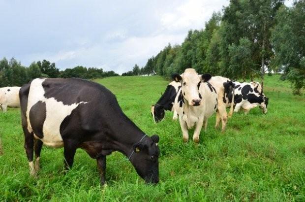Produtores rurais de Forquilhinha podem retirar autorizações de pastagem de inverno