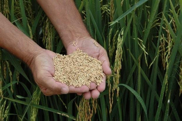 Santa Catarina fatura US$ 24 milhões com exportação de arroz em 2018 