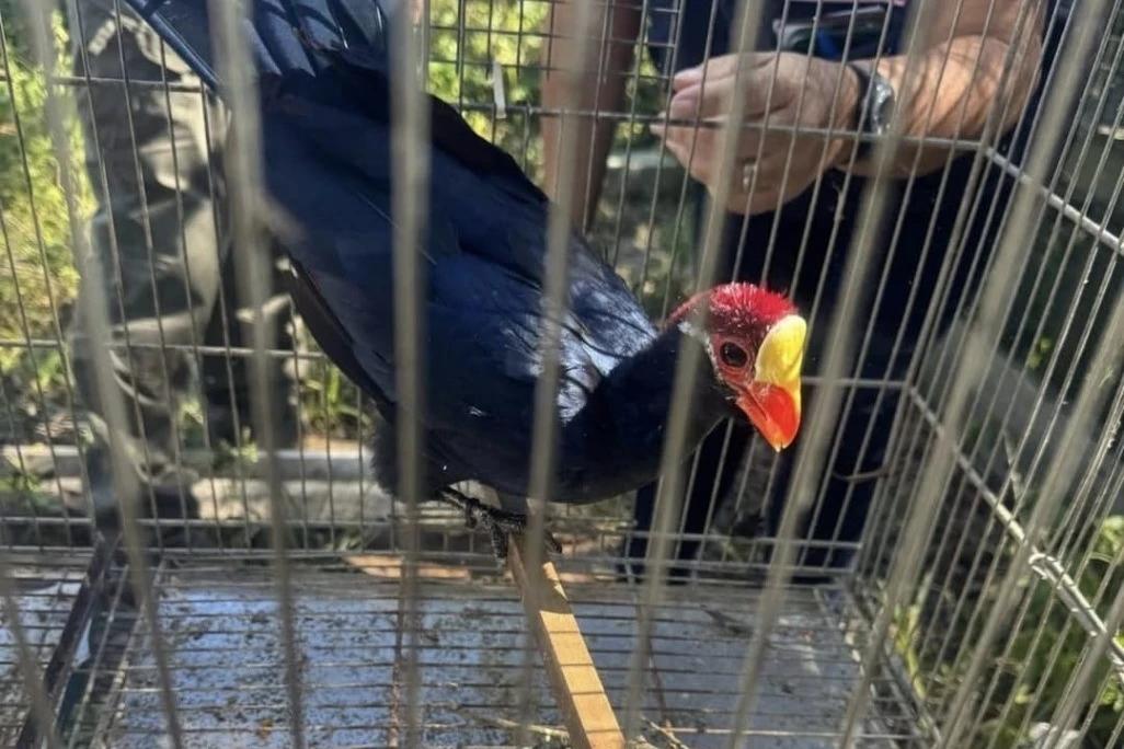 Operações de fiscalização ambiental apreendem mais de 230 animais silvestres em SC