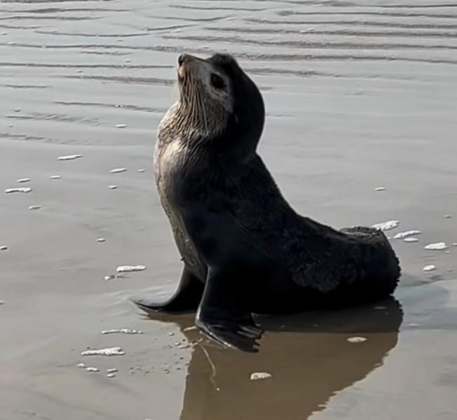 Lobo-marinho encalhado na orla de Balneário Arroio do Silva é resgatado por órgãos ambientais