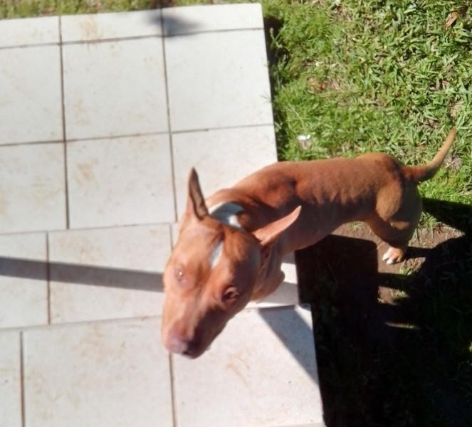 Animal encontrado no bairro Naspolini 