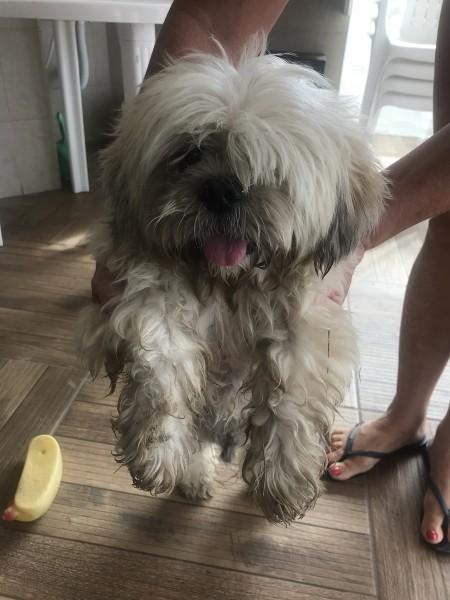Cachorro encontrado em Balneário Rincão 