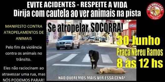 Voluntários farão manifestação contra atropelamento de animais