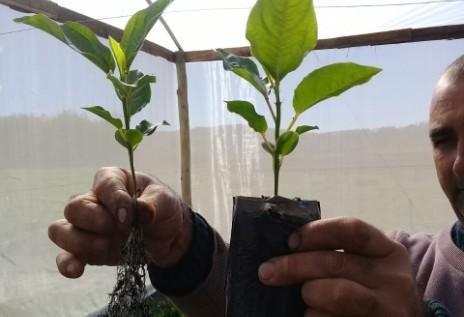 Epagri realizará capacitação para produtores de maracujá