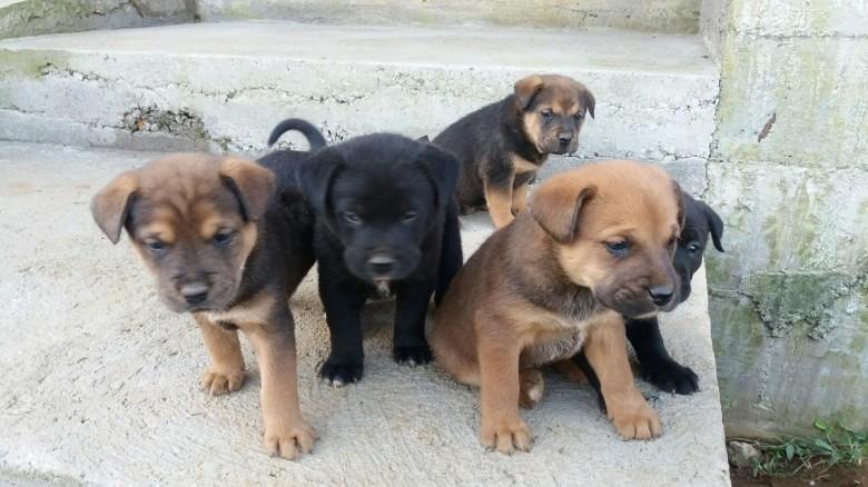Animal para doação - Sem Nome Ainda
