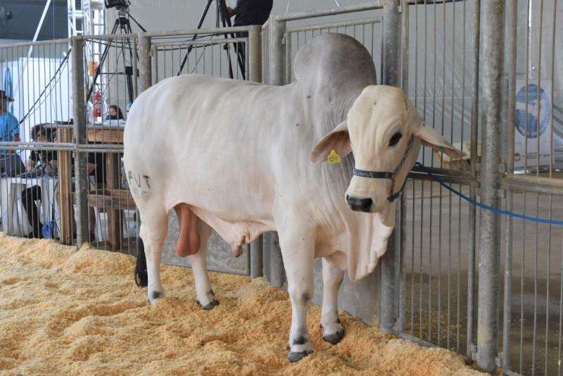AgroPonte: julgamento de bovinos da raça Zebuína Brahman ocorre nesta sexta-feira