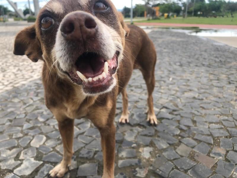 Núcleo de Bem-Estar Animal da Famcri ganha site e facilita acesso da população a informações