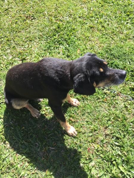Cachorro perdido em Criciúma