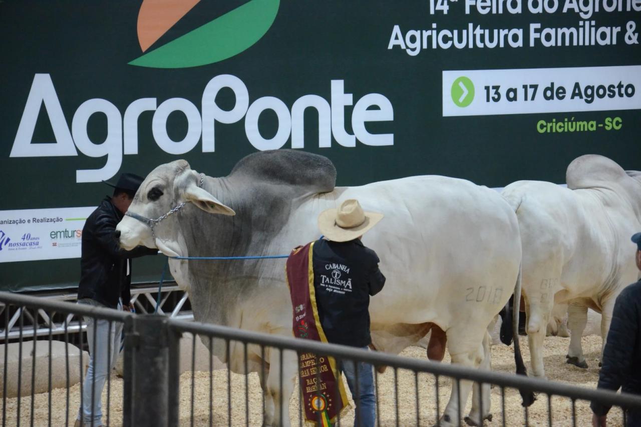 Genética de excelência coloca animais da Feira AgroPonte entre os destaques da pecuária nacional